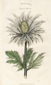 Alpen-Mannstreu (Eryngium alpinum) von Sydenham Teast Edwards