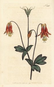 Kanadische Akelei, Aquilegia canadensis