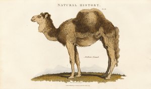Arabisches Kamel von Sydenham Teast Edwards