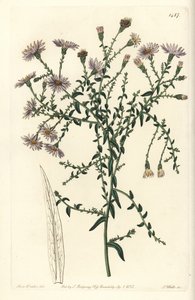 New Yorker Aster, Symphyotrichum dumosum