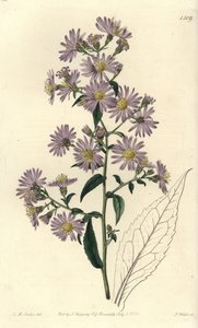 Rispen-Aster