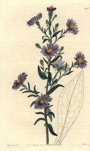 Aster-Varietät (Stich von S. Watts, Illustration von Sarah Drake)