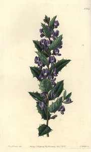 Australischer Hovea-Strauch