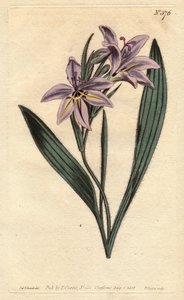 Baboonblume mit süßem Duft, Babiana plicata von Sydenham Teast Edwards