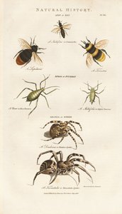 Bienen, Blattläuse und Spinnen