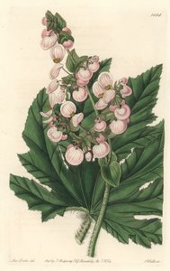 Begonie mit blassrosa Blüten
