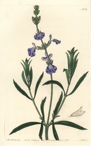 Blaue Salbei von Sydenham Teast Edwards