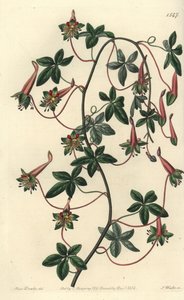 Bolivianischer Kapuziner - Fünfblättriges Tropaeolum, Tropaeolum pentaphyllum. Handkolorierter Kupferstich von S. Watts nach einer Illustration von Miss Sarah Drake aus Sydenham Edwards