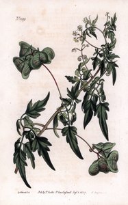 Botanik: Herzsamen oder Herz-Erbsen, Glattes Herzsamen oder Ballonpflanze, Cardiospermum halicacabum