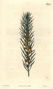 Zweig mit Nadeln eines Strauchs Daviesia Aicularis, heimisch in Australien. Illustration von Sydenham Edwards, Gravur von Weddell. Radierung in The Curtis Botanical Magazine, von Samuel Curtis von Sydenham Teast Edwards