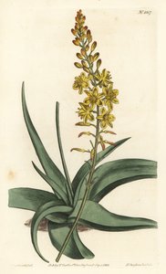 Bulbine-Varietät (Stich von F. Sansom Jr., Illustration von Sydenham Edwards)