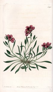 Calandrinia Varietät, heimisch in Amerika