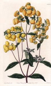 Calceolaria rugosa von Sydenham Teast Edwards