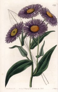 Kalifornischer Erigeron (Tafel)