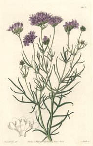 Kalifornische Gilia von Sydenham Teast Edwards