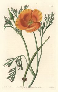 Kalifornischer Mohn