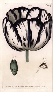 Kelch der Tulpe und Nelken-Giroflee oder Nelkenfloristen. Farbiger Kupferstich, Illustration von Sydenham Edwards (1768-1819) für Konferenzen der Botanik, Botanischer Garten von Lambeth (England)