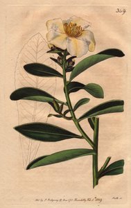 Kamelie Penang, eine weiße Blume mit gelblichem Schimmer