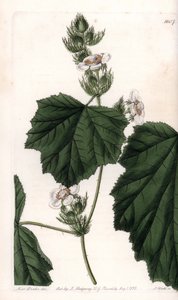 Kastanienrebe (Stich von S. Watts, Illustration von Sarah Anne Drake)