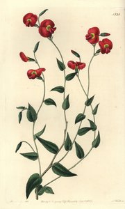 Chorizema ovatum