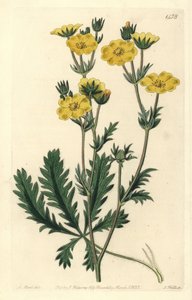 Gezacktes Fingerkraut, Potentilla laciniosa