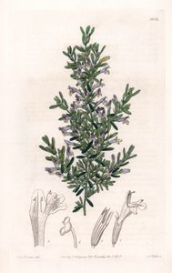 Clinopodium Variete - Platte graviert von S. Watts, nach einer Illustration von Sarah Anne Drake (1803-1857), aus dem Botanical Register von Sydenham Edwards (1768-1819), England