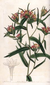 Collomia neon