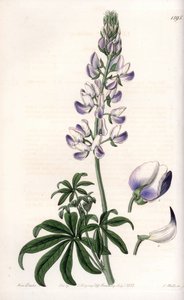 Gewöhnlicher Flussufer-Lupine