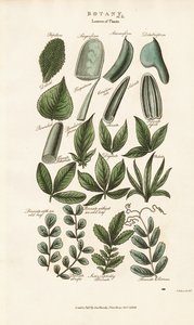 Zusammengesetzte Blattformen in der botanischen Morphologie von Sydenham Teast Edwards