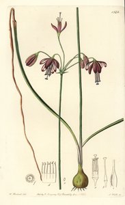 Koralle aus Mexiko - Bessera elegans
