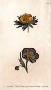 Blütenkrone des Winter-Eranthis (oder Helleborine oder Winter-Aconit) und stinkender Nieswurz. Farbiger Kupferstich, Illustration von Sydenham Edwards (1768-1819) für Konferenzen der Botanik, Botanischer Garten von Lambeth (England)