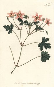 Storchschnabel (Stich von Sansom, Illustration von Sydenham Edwards)