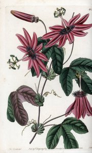 Purpurrote Leidenschaft von Sydenham Teast Edwards