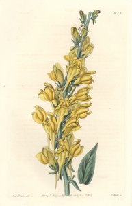 Dalmatinischer Lein