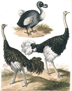 Dodo und Strauß
