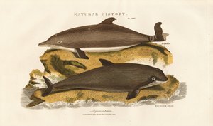 Delfin und Gewöhnlicher Schweinswal von Sydenham Teast Edwards