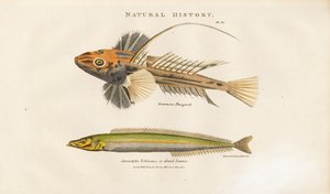 Leierfisch und Sandlanze von Sydenham Teast Edwards