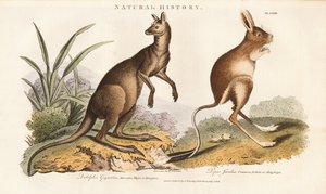 Östliches Graues Känguru und Springmaus von Sydenham Teast Edwards