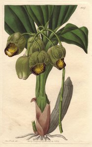 Epiphytische Orchidee, hellgelbes Catasetum, heimisch in Brasilien