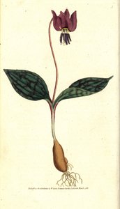 Hundszahn von Sydenham Teast Edwards