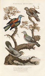 Europäische Vogelarten auf Bäumen von Sydenham Teast Edwards
