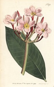 Frangipani von Sydenham Teast Edwards
