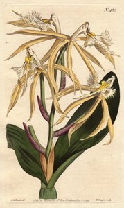Fransige Orchidee