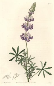 Garten-Lupine, ursprünglich aus Kalifornien - S. Watts starkes Wasser nach einer Illustration von Sarah Anne Drake (1803-1857), aus dem Botanical Register von Sydenham Teast Edwards