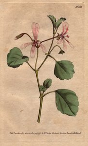Geranie mit Sauerampferblatt und rosafarben geäderten Blüten, heimisch in Südafrika. Pelargonium acetosum. Handkolorierter Kupferstich nach einer botanischen Illustration von Sydenham Edwards