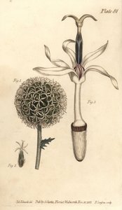 Kugeldistel, Echinops sphaerocephalus (Stich von F. Sansom, Illustration von Sydenham Edwards)