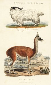 Ziege und Lama (Kupferstich) von Sydenham Teast Edwards