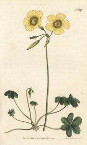 Ziegenfuß-Sauerklee, Oxalis caprina