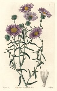 Graue Aster, ursprünglich aus Kalifornien