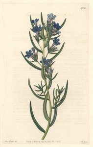 Gremil mit Rosmarinblättern, heimisch in Sizilien von Sydenham Teast Edwards